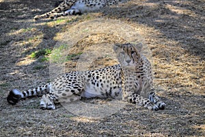 A cheetah lies down in the shade.