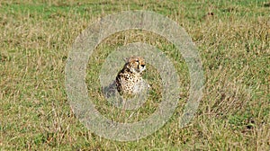 A cheetah lies on the grass in the middle of the African plain.