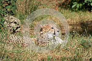 Cheetah lies in grass resting