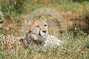 Cheetah lies in the grass and waits for prey closeup