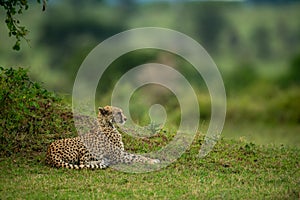 Cheetah lies by grassy bank in profile