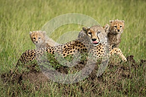 Cheetah lies licking nose with two cubs