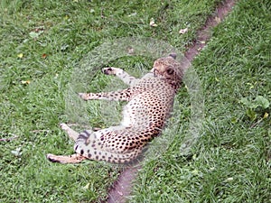 A cheetah lies on a path in green grass. View from above