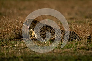 Cheetah lies on plain at sunset yawning