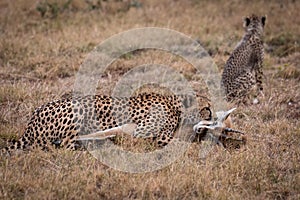 Cheetah lies with Thomson gazelle near cub