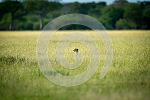 Cheetah lifts head above grass on savannah