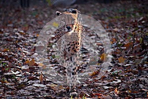 A cheetah, lit by the rays of the sun goes to the viewer