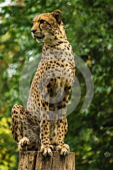 Cheetah on a log