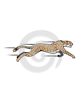 Cheetah logo , jaguar logo vector