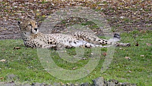 cheetah lolling around at zoo