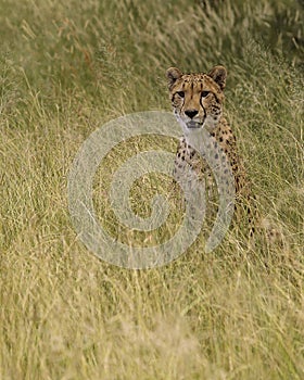 Cheetah in long grass