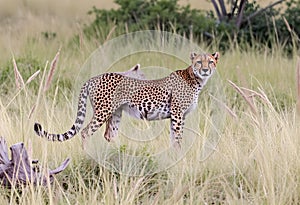 A Cheetah in the long grass