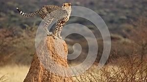 Cheetah look-out