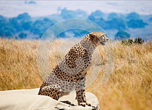 Cheetah on the Look Out