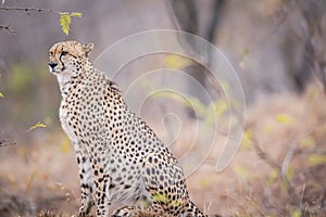 Cheetah on the look out.