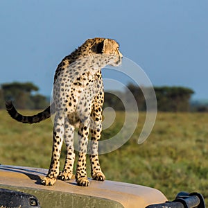 Cheetah looking off