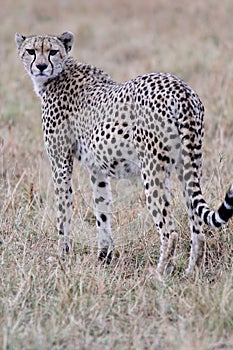 Cheetah looking over shoulder