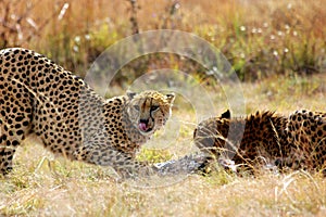 Cheetah looking for predators during its meal