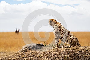 Cheetah looking at Prey in Background