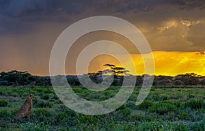 Cheetah looking for prey in the jungle during sunset