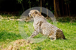 Cheetah on the lookout