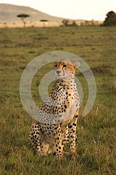 Cheetah on the lookout