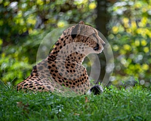 A cheetah on a lookout at the Aktiengesellschaft Cologne Zoological Garden in Germany