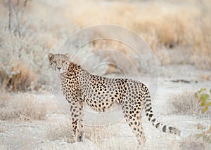 Cheetah on the lookout, Etosha National Park, Namibia