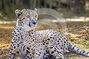 Cheetah On The Lookout