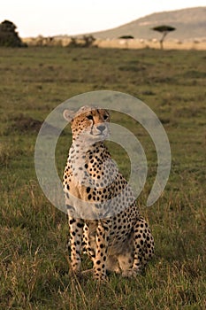 Cheetah on lookout in Mara