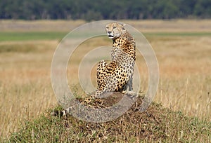 Cheetah on lookout, Masai Mara, Kenya