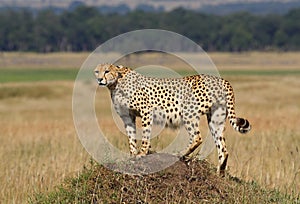 Cheetah on lookout, Masai Mara, Kenya