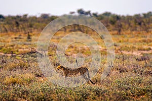 Cheetah lurking for prey at sunset in the Etosha National Park, Namibia