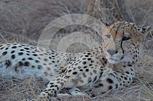 Cheetah lying down