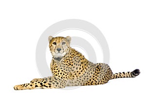 Cheetah lying down