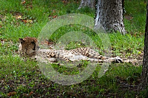 Cheetah lying down