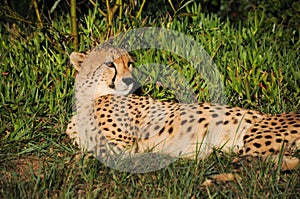 A cheetah lying down at Kragga Kamma Game Park, South Africa