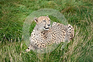 Cheetah Lying Down in Long Grass