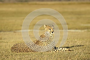Cheetah lying down on savanna