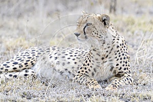 Cheetah lying down on savanna