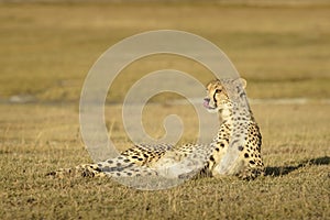 Cheetah lying down on savanna, Masai Mara, Kenya