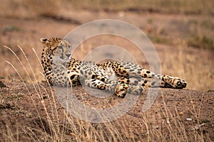 Cheetah lying on earth bank amongst grass