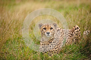 Cheetah lying in grass