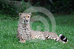 Cheetah lying on the grass photo