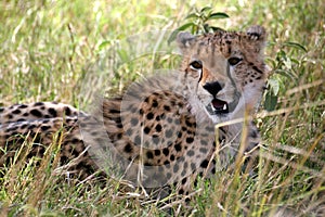 Cheetah lying in the grass