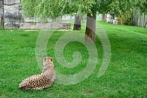 Cheetah