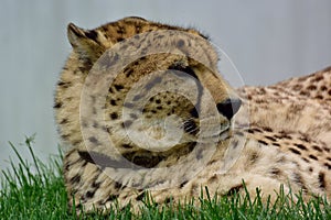 Cheetah