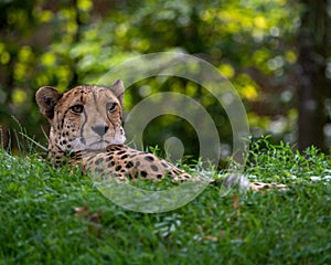 A cheetah lying on grass at the Aktiengesellschaft Cologne Zoological Garden in Germany