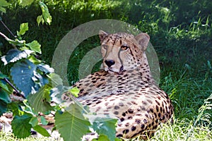 Cheetah lying in the green grass