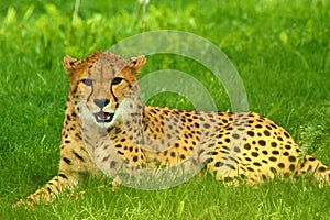 Gepard ležiace na zelená tráva 